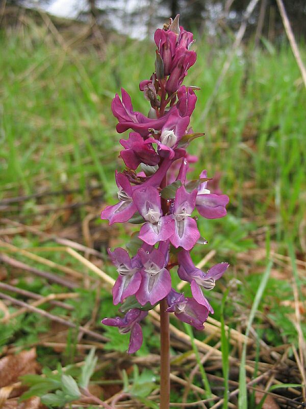 Alcune Corydalis